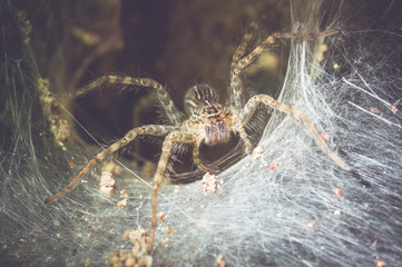 Spider Close up in its hole © fototrips