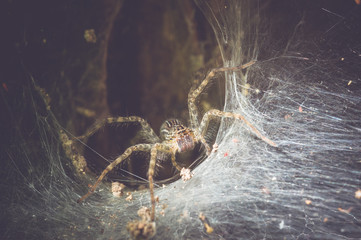 Spider Close up in its hole
