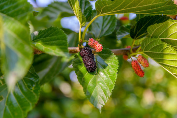 Mulberry