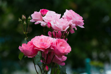 small red rose photographed in the park