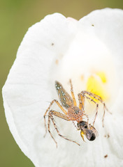 Spider Close up