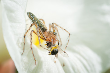 Spider Close up