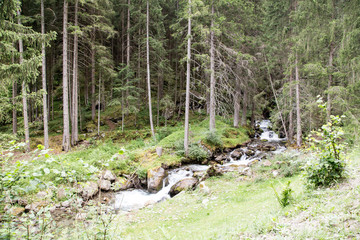 River out of the forest