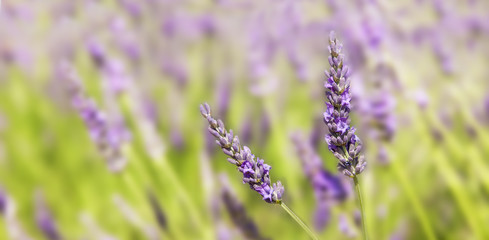 Naklejka premium Panorama on two sprigs of lavender