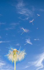 Image of dandelion closeup