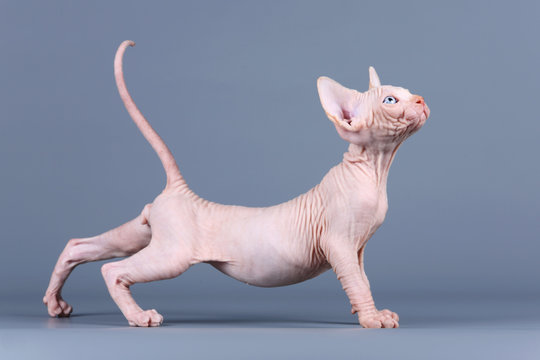 Cute kitten sphynx