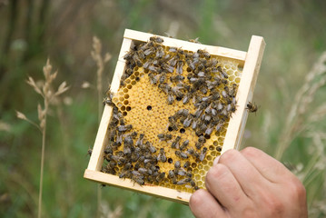 Bees on honeycomb with capped brood © shoot4pleasure10