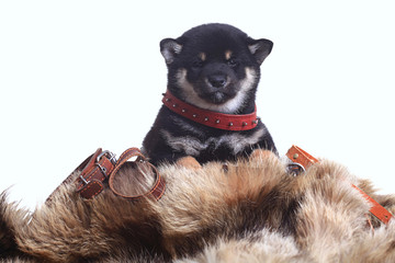 shiba inu puppy white background