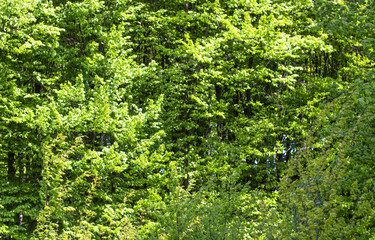 green leaves of forest trees