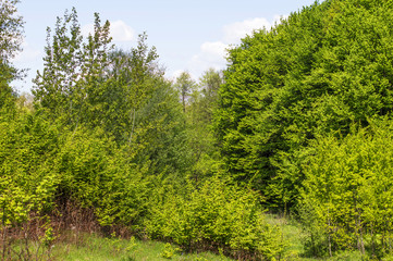 Fototapeta na wymiar Green leaves of forest trees