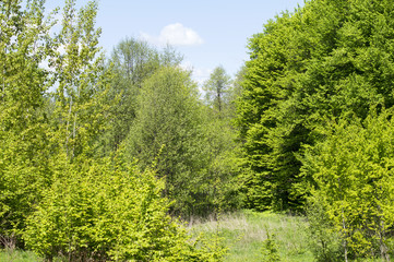 Fototapeta na wymiar Green leaves of forest trees
