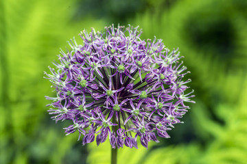 Onion flower