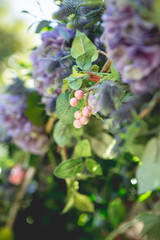Purple Flower Architrave