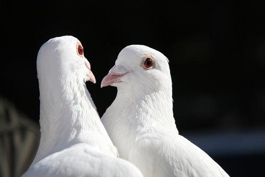 two white doves close up