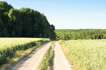 earthen road in a wheat field