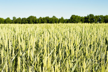 Field sown cereals - wheat