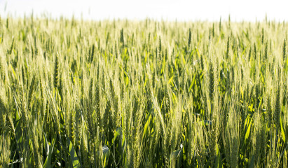 Field sown cereals - wheat