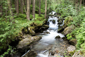 Obraz premium Small river in the forest