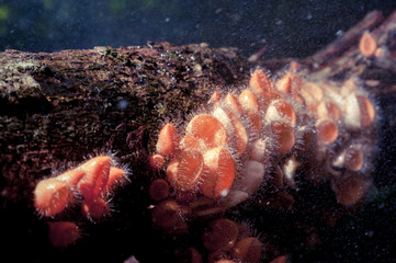 Champagne mushroom in rain forest.