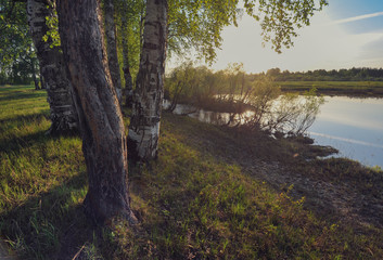 Trees on the shore