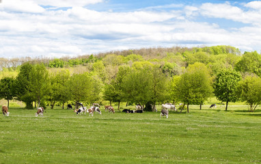 Naklejka premium Landscape - herd of cows grazing