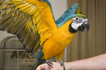 Blue and Gold Parrot Standing on an Arm with His Wings Spread