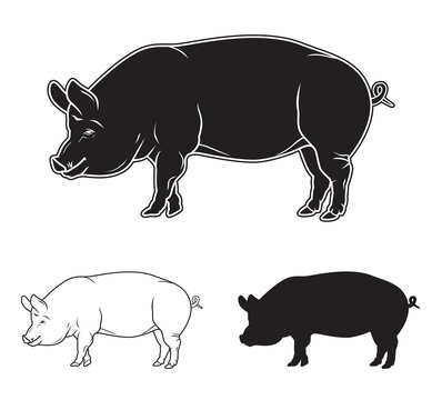Hand drawn pig set. Vector illustration