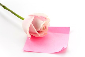 white and pink rose with pink paper note