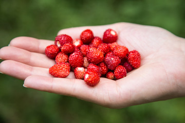 Fresh wild strawberry