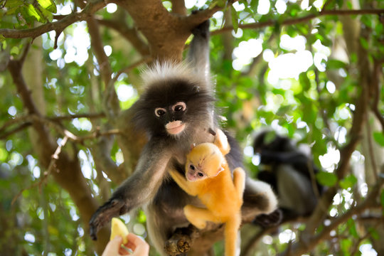Affenmama mit Baby