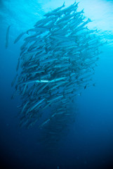 Naklejka na ściany i meble mackerel barracuda kingfish diver blue scuba diving bunaken indonesia ocean