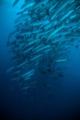 Crédence de cuisine en verre imprimé Plonger mackerel barracuda kingfish diver blue scuba diving bunaken indonesia ocean