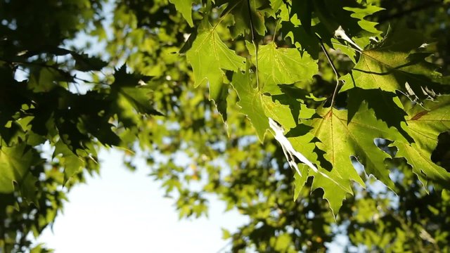 Leaves Of Sycamore Outdoor.