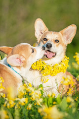 Pembroke welsh corgi puppy kissing its mother © Rita Kochmarjova