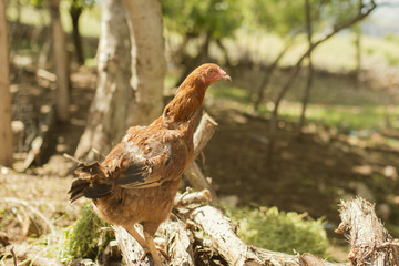Brown fowl on the farm