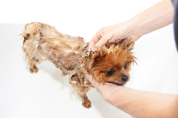A pomeranian dog taking a shower with soap and water. Dog on white background. Dog in bath