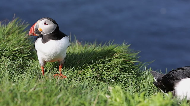 A Puffin at the Latrabjarg peninsula in the Westfjords of Iceland.