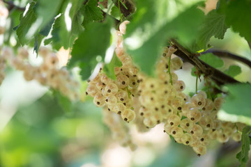 white currants