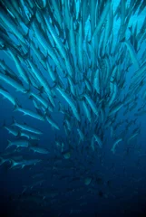 Papier Peint photo Plonger mackerel barracuda kingfish diver blue scuba diving bunaken indonesia ocean