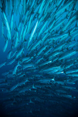 Fototapeta na wymiar mackerel barracuda kingfish diver blue scuba diving bunaken indonesia ocean