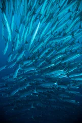 Plexiglas foto achterwand mackerel barracuda kingfish diver blue scuba diving bunaken indonesia ocean © fenkieandreas
