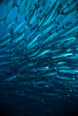 maquereau barracuda kingfish plongeur bleu plongée sous-marine bunaken indonésie océan