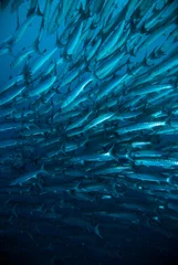 Foto auf Leinwand mackerel barracuda kingfish diver blue scuba diving bunaken indonesia ocean © fenkieandreas