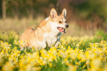 Pembroke welsh corgi dog running on the field with flowers