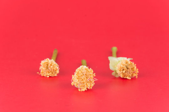 rose pollen on red background