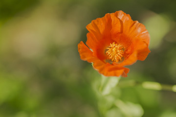 Poppy