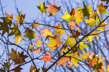 Tree Leaves Colors