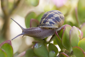 La ballade d'un escargot au sommet d'une plante grasse