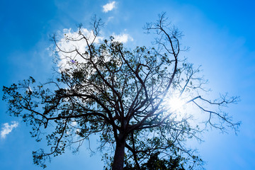Silhouette of tree and sun burst behind tree at blue sky