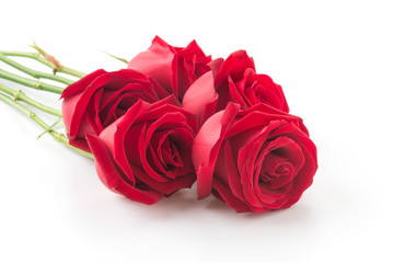 red rose isolated on white background